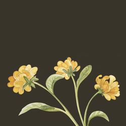 “Wildflower Fields” Sponsor