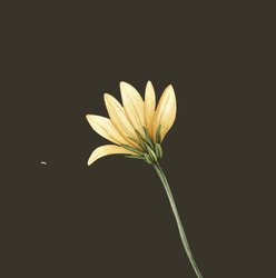 “Barrel & Bloom” Sponsor