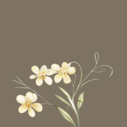 Bolo Burning Experience